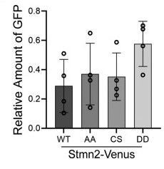 Differences in Stmn2 variant protein levels.jpg